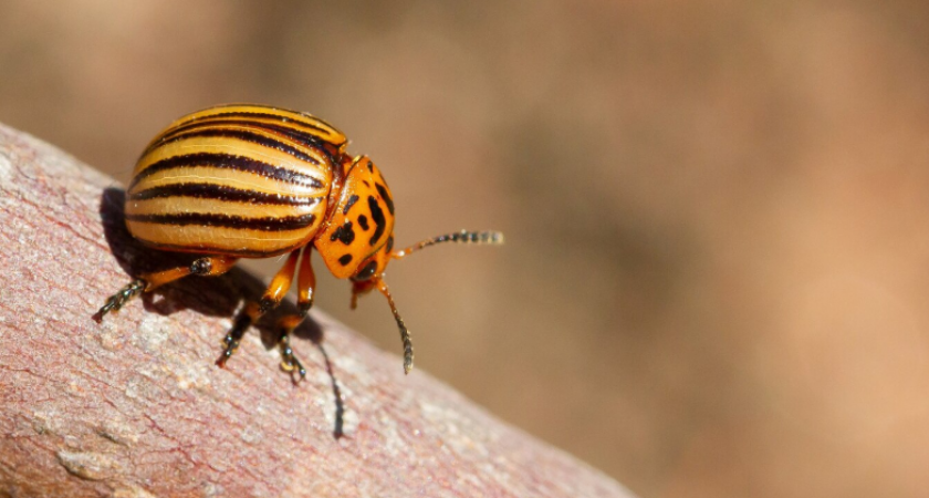 Колорадский жук бежит как от огня: всего щепотка этого средства на ведро творит чудеса