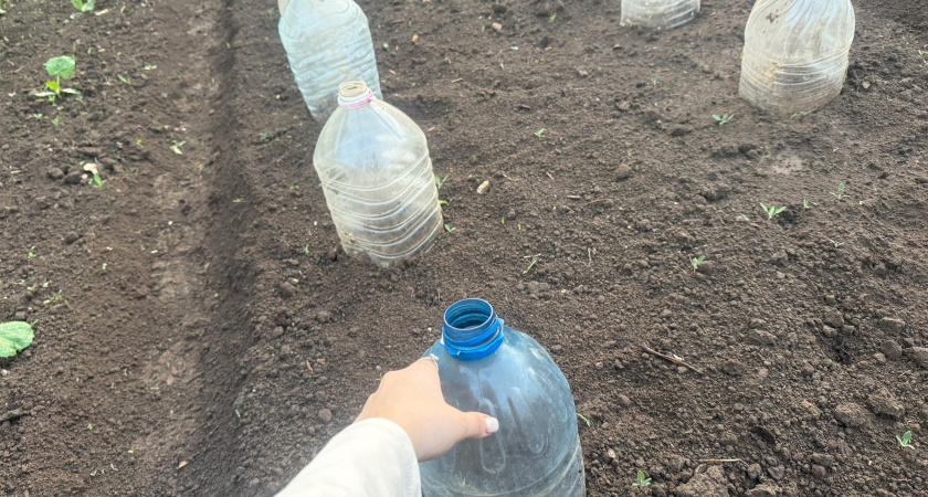 Нанизал пластиковые бутылки на палку — эффект выше всяких похвал: не огород, а загляденье - все соседи завидуют