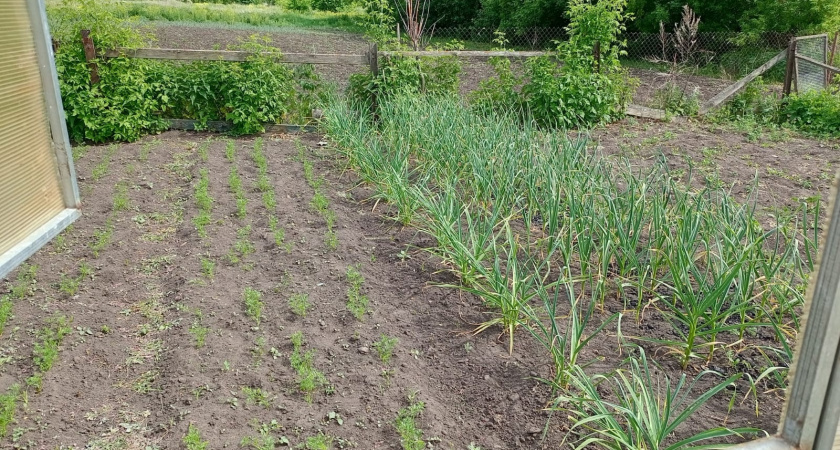 Все сорняки исчезнут за 48 часов: проверенные метод борьбы с сорняками на огороде - грядки будут всегда чистые