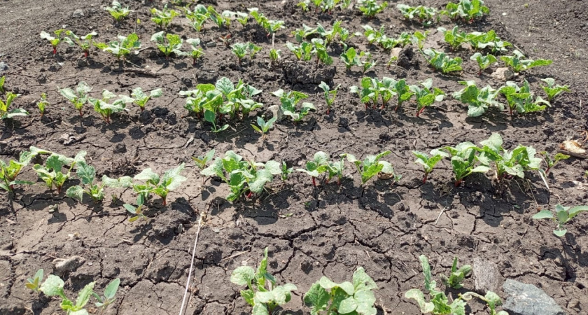 Что сеять в июне: 15 овощей, которые точно успеют дать мощный урожай