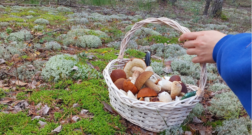 Где точно водятся грибы: опытные грибники назвали признаки, по которым без ошибок можно определить грибные места