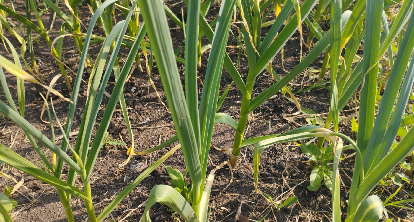 Чеснок крутит стрелки — не теряю ни секунды: банку под куст — и головкам тесно на грядке