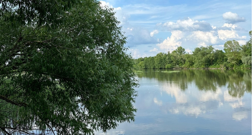 Лебединая семья в Бузулукском бору показала подрастающих птенцов
