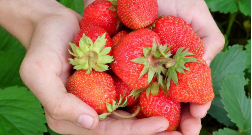 5 таблеток для клубники: ягода станет слаще сахара — за рецептом охотятся все дачники