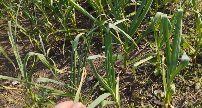 Перья лука и чеснока спасаю от «желтизны» за 1 раз — зеленеют через 2 дня и сразу запускают рост головок