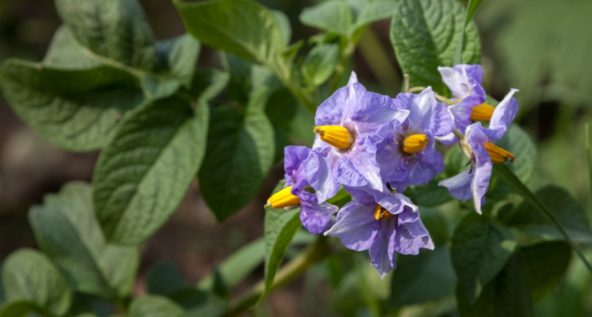 Когда зацвел картофель — сразу сыплю под корень: 20 кустов выдают урожай на всю зиму