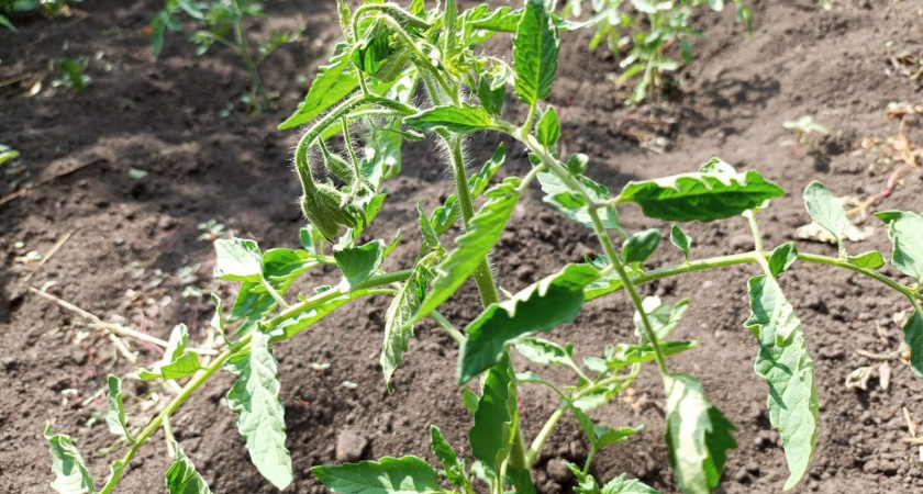 Если на томатах мало цветков — сразу лью ковш под куст: жирование аннулировано — завязи палят как из пушки