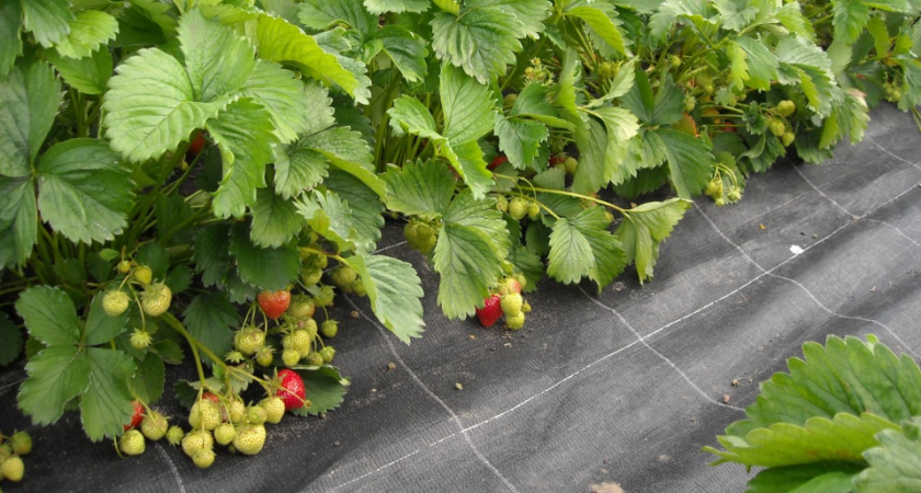 Когда клубника зацвела — первым делом: бутылек под корень — кусты фонтанируют крупной ягодой