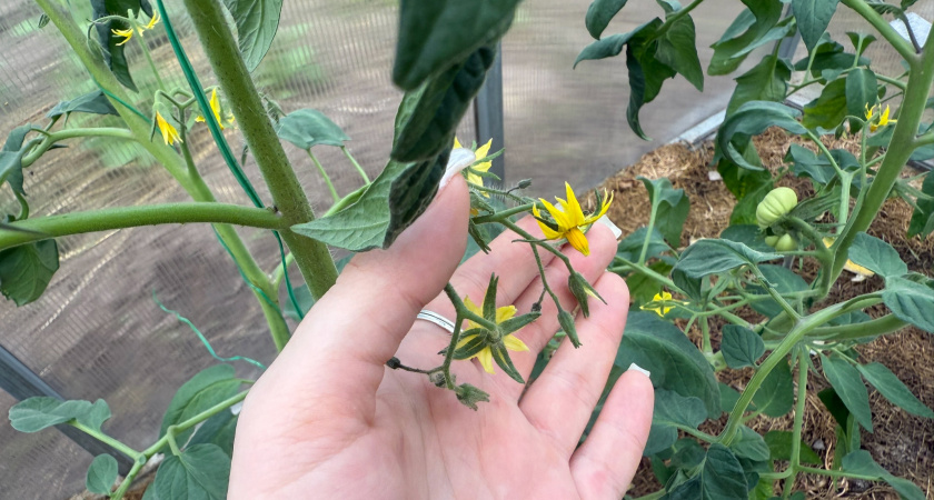 Кладу под томаты в июне — устала снимать помидоры: 1 продукт превратил хилые кусты в рабочих лошадок