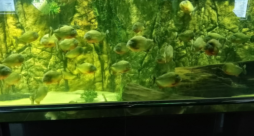 В Оренбурге построят крупнейший океанариум в Приволжье