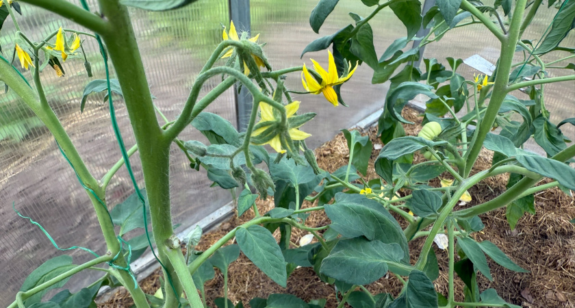 Заметила цветущие томаты — сразу ведро в руки: завязей станет больше, чем листьев — все благодаря этому снадобью