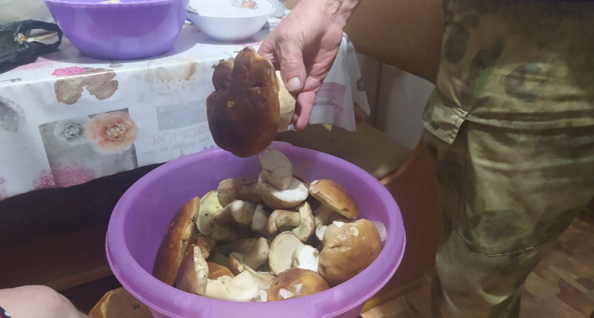 Этот гриб раньше заготавливали тоннами, а сейчас никто не узнает в лесу