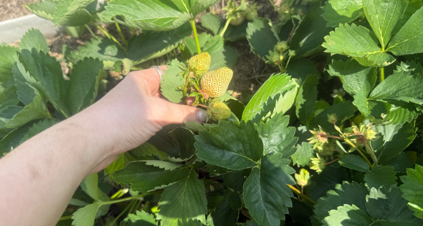 Сыпьте в июне на грядки – урожай утроится без лишних затрат: лучшая альтернатива навозу, которая работает даже на бедных почвах