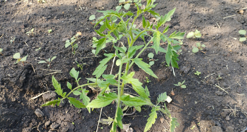 В конце июня даю томатам «дедовскую» подкормку: 1 ложку на 10 литров — плоды сладкие и мясистые + защита от вершинки