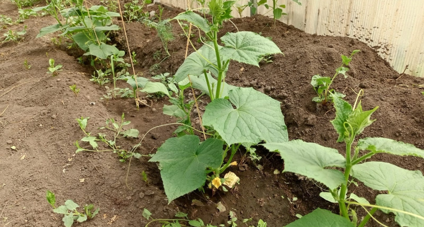 Щепотка приправы на ведро воды, и огурцы больше не болеют - собираю сочные и ровные плоды ведрами 