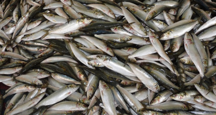 Учёные назвали самую полезную рыбу — не семга, не тунец и почти без костей