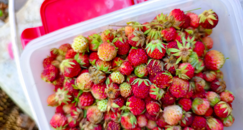 В Оренбуржье начался сезон земляники