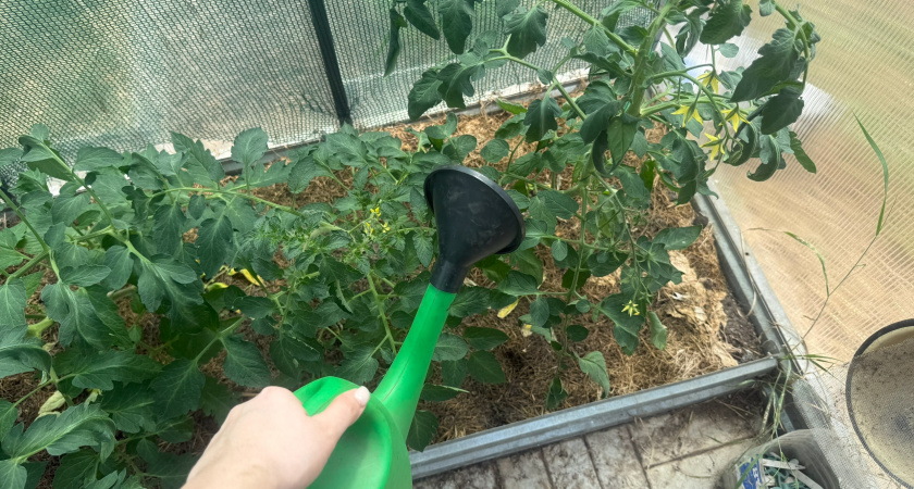 Томаты «дуреют» от этой подкормки: лью стакан под куст — набирают завязи за 2 дня, а стебли — с палец толщиной