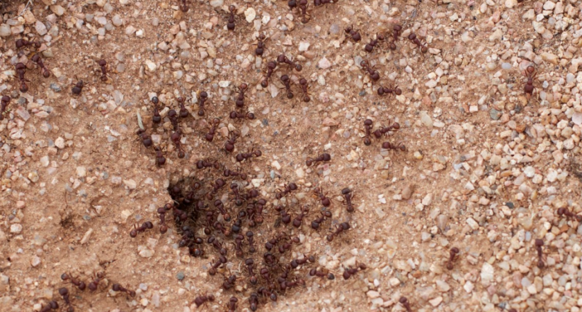 Я и не знала, что от муравьев и тли поможет избавиться обычный йод, сэкономила бы кучу сил, денег и времени: записывайте рецепт