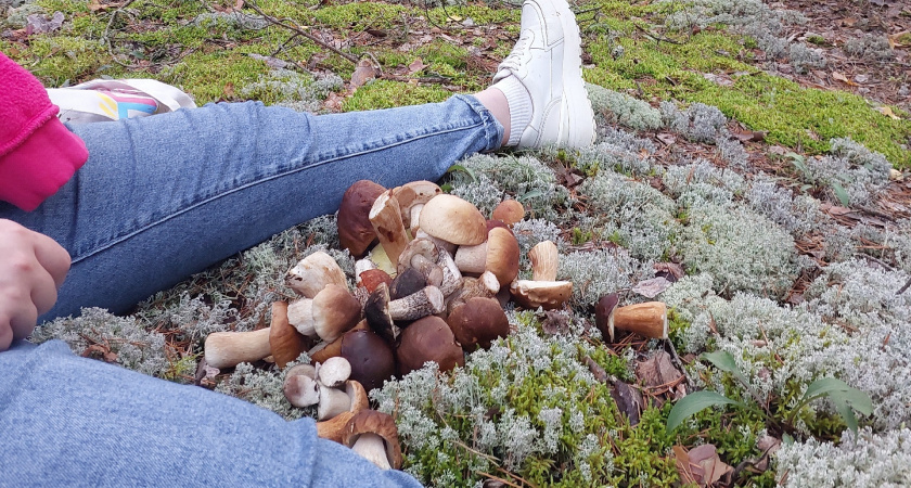 Грибников будут ловить и штрафовать прямо в лесах: это суровое правило вводится с 25 июня