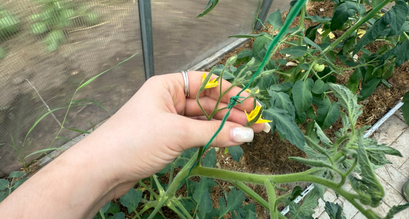 Соседка научила поливать помидоры йодом. Теперь завязи появляются хоть в 35-градусную жару, хоть в лютый холод