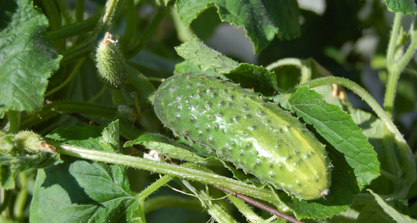 Всего 1 грамм в июне и огурцы, томаты, перцы вмиг заплодоносят - проверенный способ 