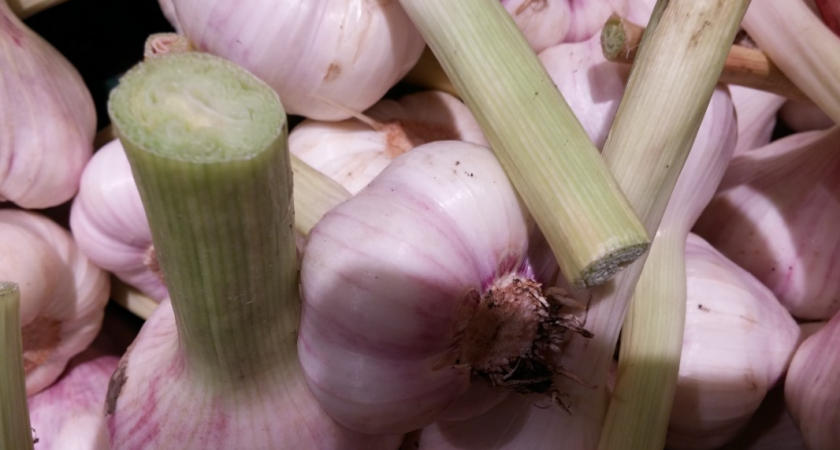 Лук и чеснок «дуреют» от этой подкормки — 1 раз полила — рост головок уже не остановить