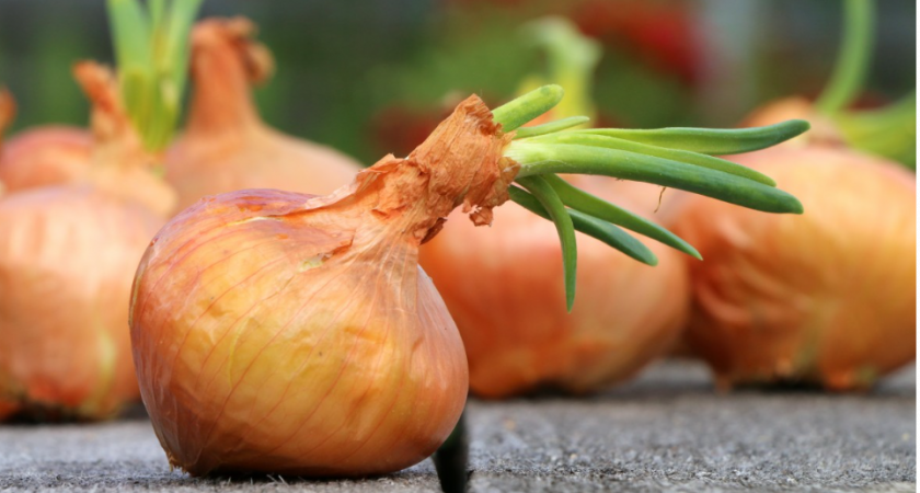 Лук перестал гнить после этой супер-добавки в лейку. Грядки стоят как на выставке, и даже муха не садится