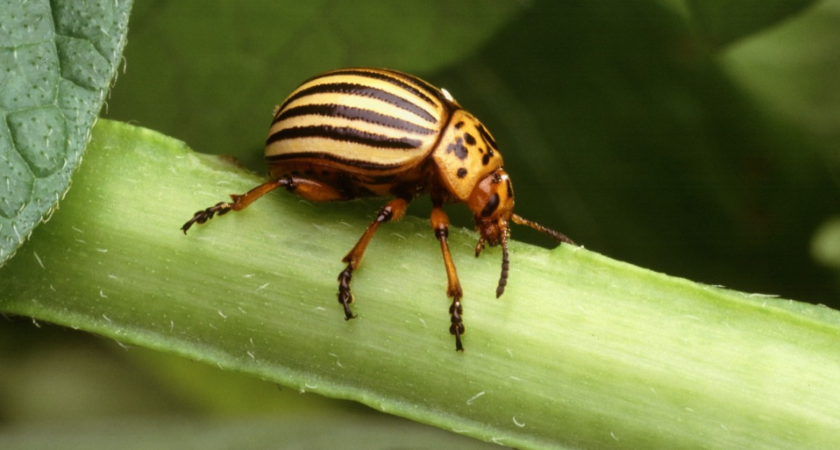 Колорадский жук боится этого как огня: всего 1 щепотка этого средства на ведро творит магию в огороде