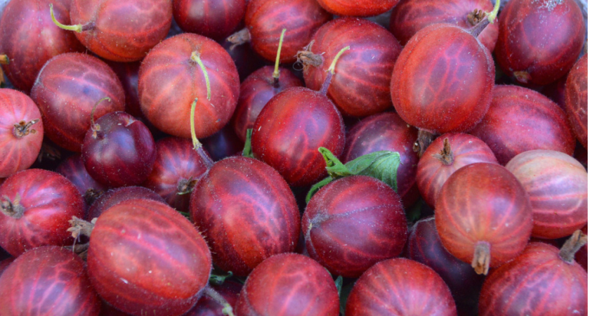 Агроном научил подходу к садовому крыжовнику для ленивых дачников: трачу  20 минут в месяц, а получаю ведро ягод