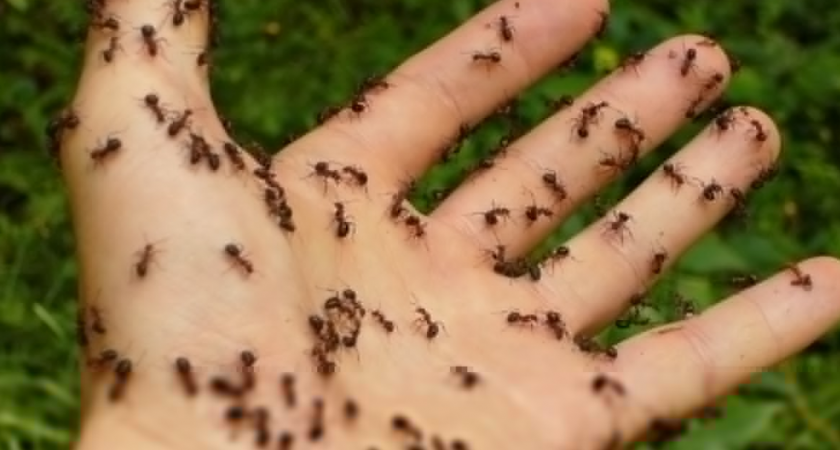 Муравьи сбегут как ошпаренные: нашёл 3 способа, которые за 24 часа очистят дачу от незваных гостей