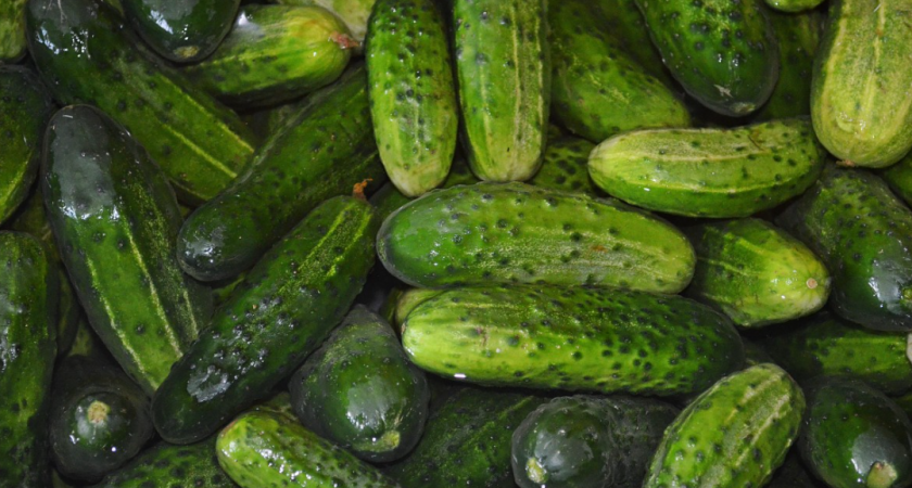 Огурцы будут плодоносить до осени — вот что нужно посадить рядом с ними уже в начале июля