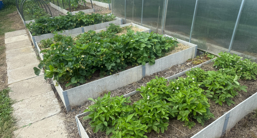 Брызгаю на садовые дорожки — и «сжигаю» все сорняки: за 1 день засыхают даже пырей и молочай — вот что берем