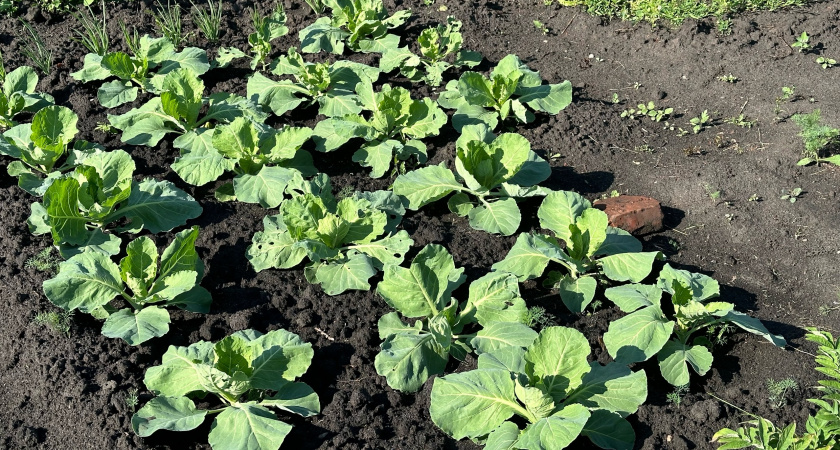 Защищаю народными средствами капусту от гусениц без единой капли химии. 5 проверенных способов