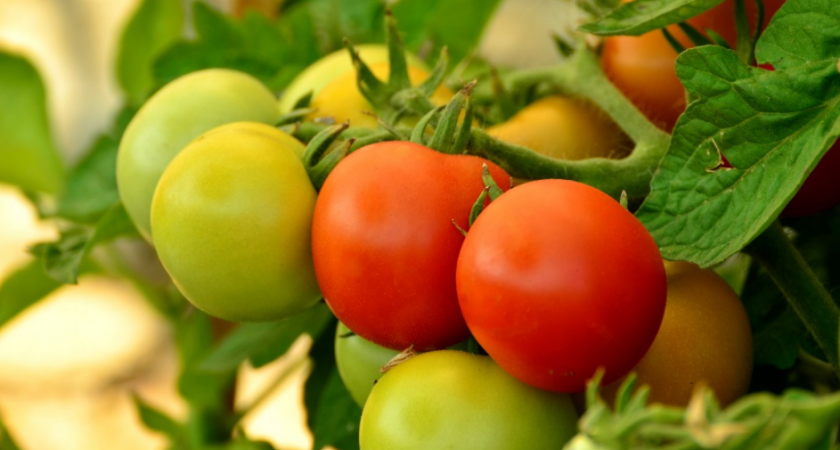 Даже листьев не вижу! Томаты все в плодах после этой подкормки: кормим 2 раза в начале июля