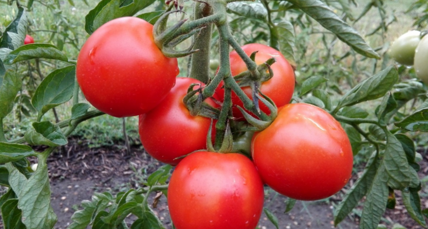 Налейте 1 стакан под томаты и они завалят урожаем, даже хилые растения вмиг заплодоносят 