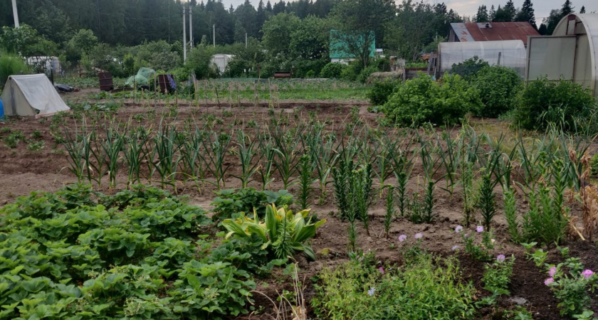 Оренбургский прокурор поручил пересмотреть границы арендованной земли 