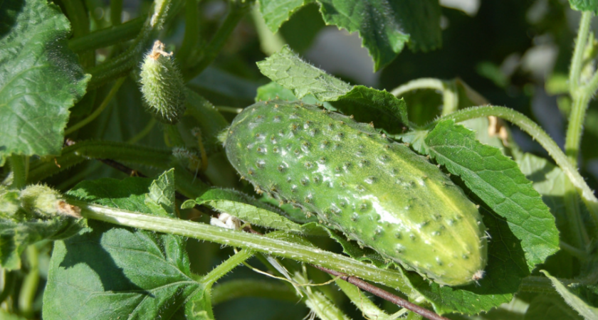 Этим обязательно поливаю огурцы в июле: 3 любимых состава для обилия крупных и крепких огурчиков