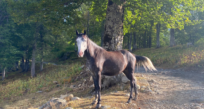 Лошадей Пржевальского из Оренбуржья отправляют осваивать Хакасию