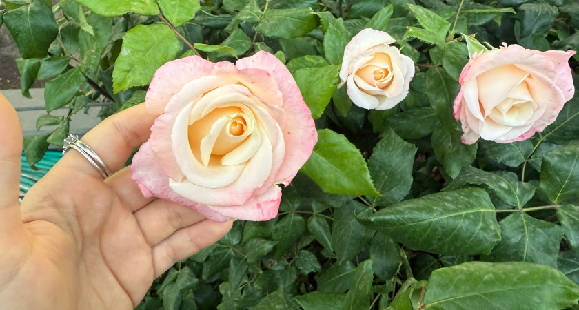 До 17 июля розе на даче - обязательно: будут цвести с июля по октябрь: выпускают бутоны пачками – аромат на 3 км в округе