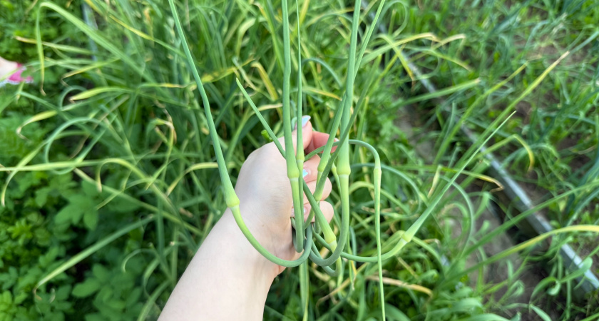 Проверяю озимый чеснок на спелость методом от фермера с 40-летним стажем: больше не теряю урожай из-за ранней уборки