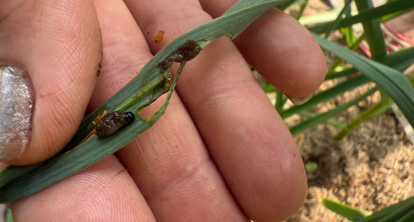 Слизней как не бывало: нашла советский трюк для быстрого избавления от вредителей 