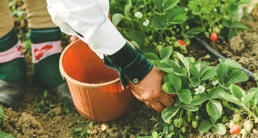 Как разводят дачников продавцы на Вайлдберриз: купили саженцы клубники, урожай 1 год спустя озадачил