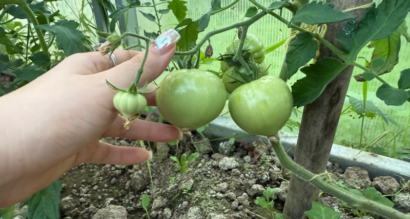 Лью в июле под томаты и сразу нарастает очень много плодов. Даже хилые растения обильно заплодоносят