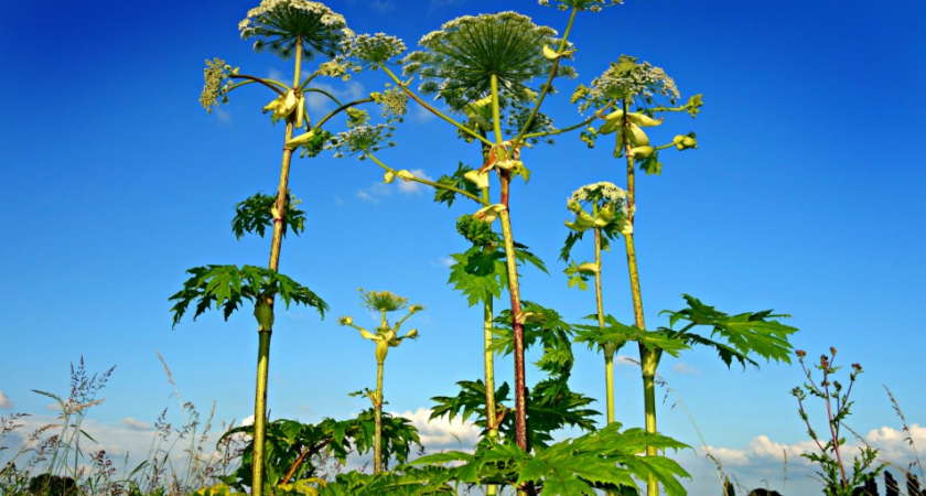 Борщевик зашипит и уползет вместе с корнями: поливаю его этой кухонной поливкой - через неделю как не бывало