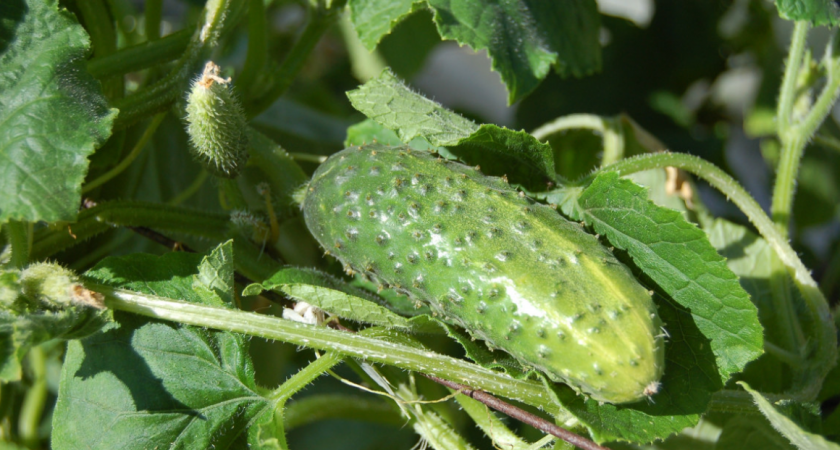 Развожу молочную подкормку за 35 рублей вместо покупных стимуляторов - огурцы плодоносят до первых заморозков