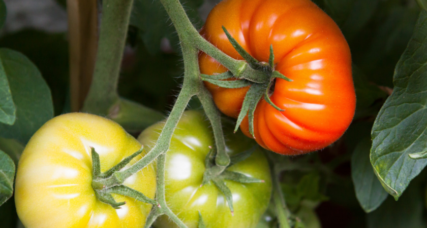 Узнал почему у бабки такие огромные помидоры: теперь обхожу за три версты её дачу