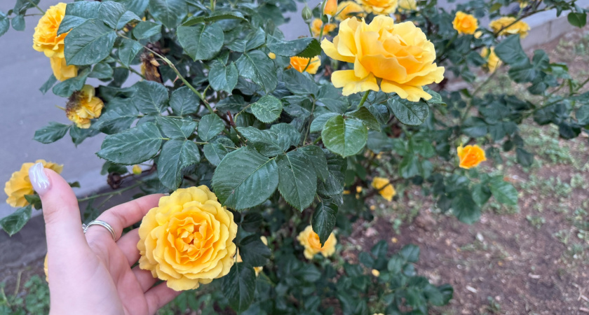 Розам после цветения - обязательно: благодаря этому методу обработки розарий цветет все лето и никакой гнили