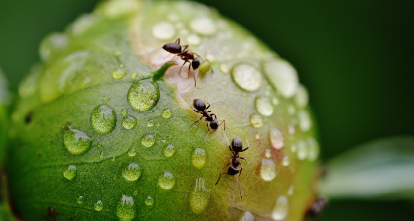 Остановил армию муравьев дедовскими народными методами за 1 день. Современная химия проиграла опыту прошлого