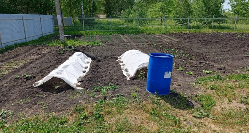 Что посадить в конце июля, чтобы через 3-4 недели собрать урожай? Эти культуры не дадут грядкам пустовать